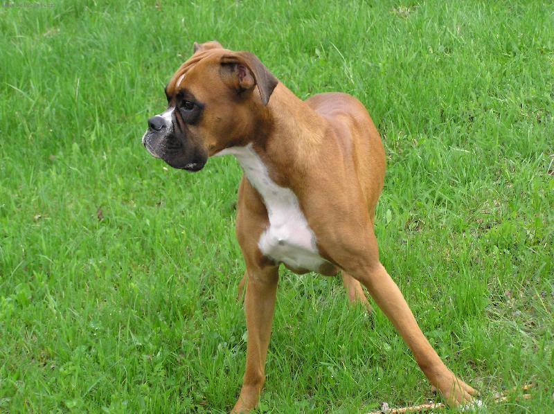 Foto: Ejminka dov�d�.-Klacek je m�j a nikomu ho ned�m!