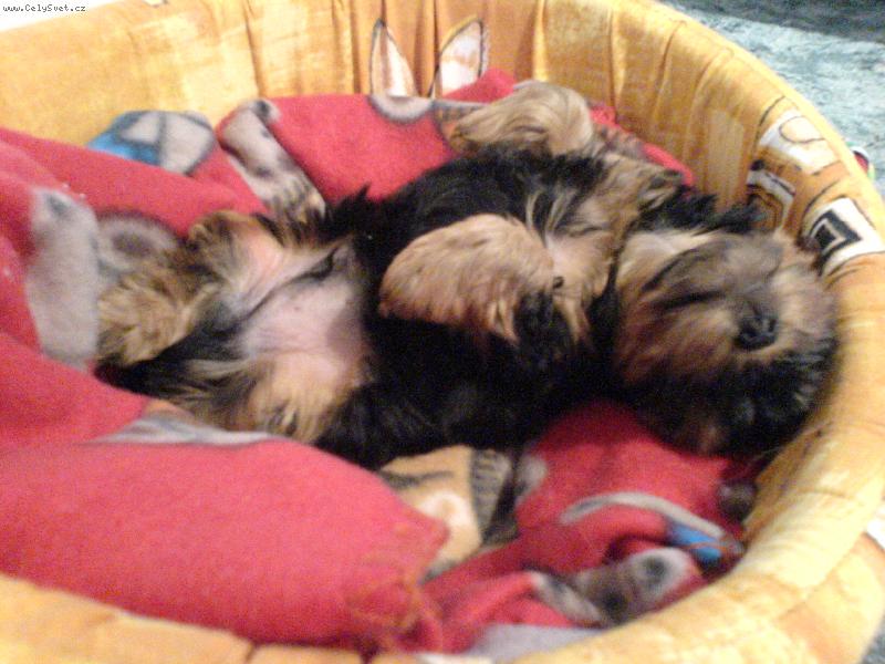 Foto: Speedy-Tak takhle spink� n� Spee��nek