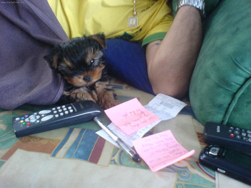 Foto: Speedy-Ach jo, to m� dnes je�t� �ek� pap�rov�n�ho . . .