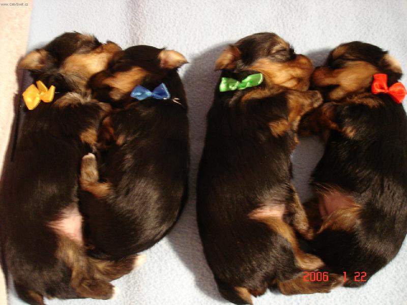 Foto: Dva p�re�ky k nakousnut�,co?:-)-...A z�tra se zase vym�n�me!