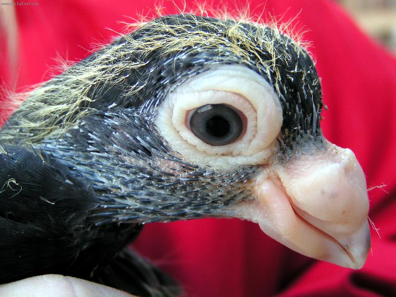 Foto: Holoub�-Indi�nek