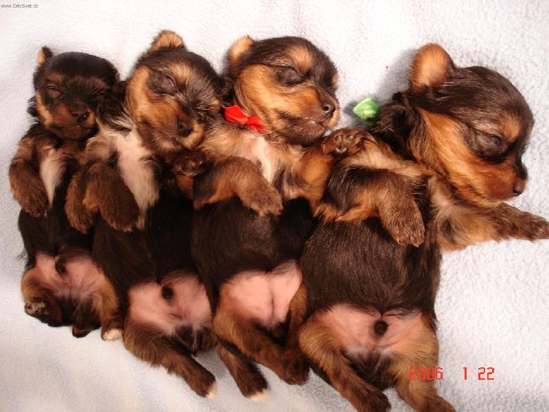 Foto: Zahrajem si tichou po�tu, kdo za��n�?-zleva:Mat�sek, Viki, Sindy a Arinek