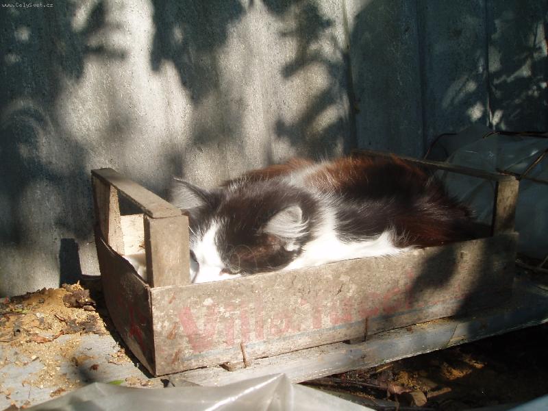 Foto: kocour Fous-..�e mi nevid�te???