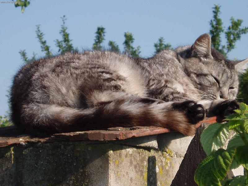 Foto: Mourinka-..odpo��v�m, neru�it....