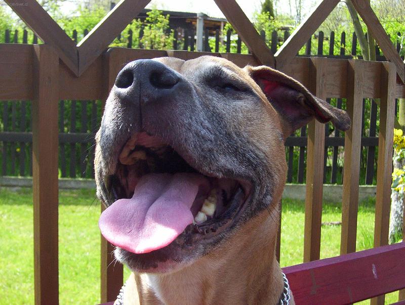 Foto: Senta Red Devil Hods-Aristokratick� p�vod se prost� nezap�e...