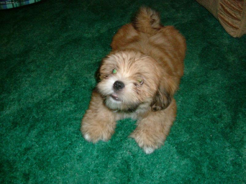 Foto: A� V�s chyt�m tak v�s sn�m!-Sunny od chovatelky Terezy Varmu�ov�