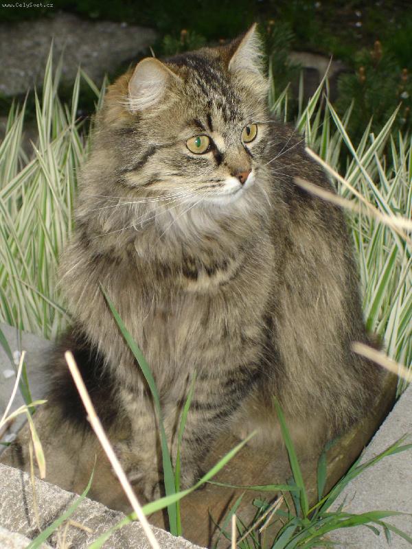 Foto: Koukni!!!-Macek na zahr�dce