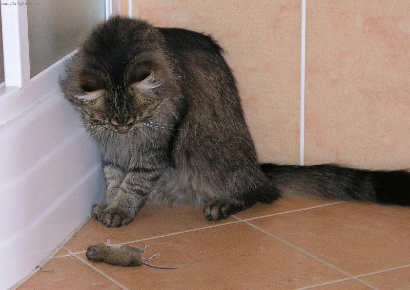 Foto: To je k j�dl,nebo na hran�?-Mac��ek se rozm��l�