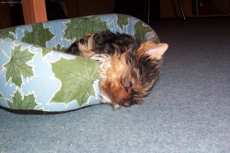 Foto: Kdy� sp�m,tak sp�m...