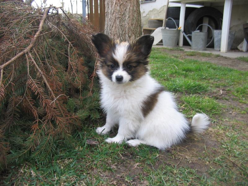 Foto: Moje nov� �t���tka Olli z chov. st. Sol Edo-Olli hl�d� dv�r. Je n�dhern�, �e?