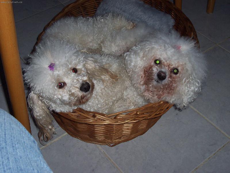 Foto: Pudl�k Dixinka a Bi�onek Amynka-Siamsk� dvoj�ata????