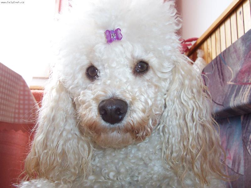 Foto: Pudl�k Dixinka-Stra�n� r�da se fot�m ....