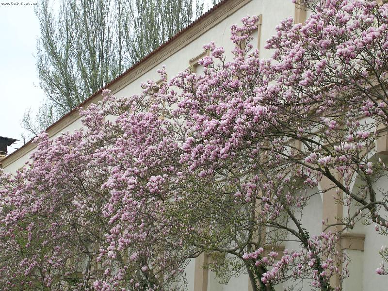 Foto: Magnolie, r��ov� kr�ska