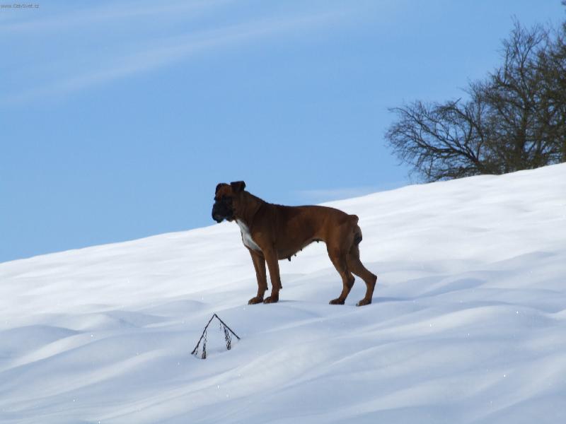 Foto: Deda na hor�ch-...Deda na hor�ch...    (:-)