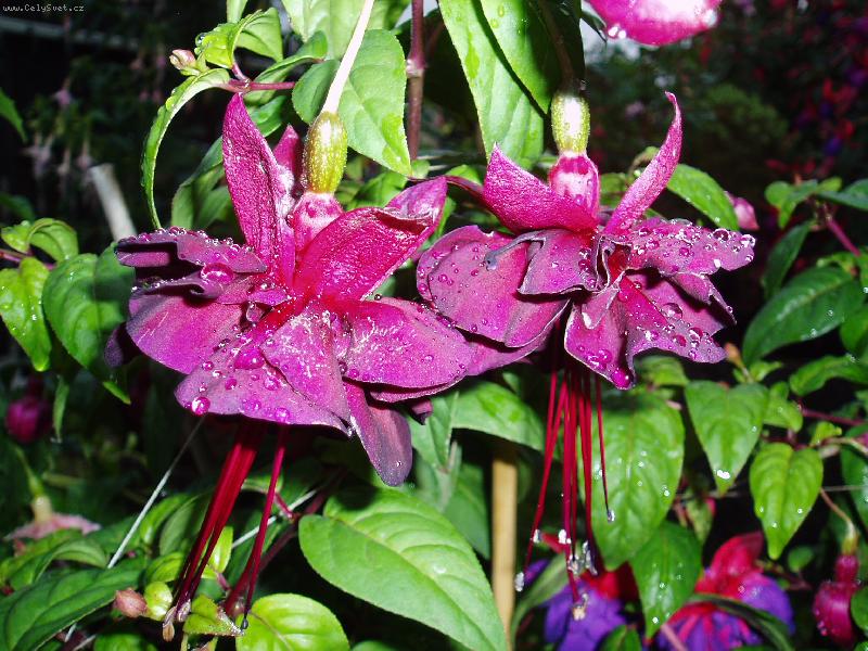 Foto: fuchsie-detail