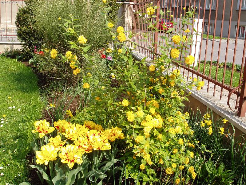 Foto: tulip�ny-�lut� z�plava