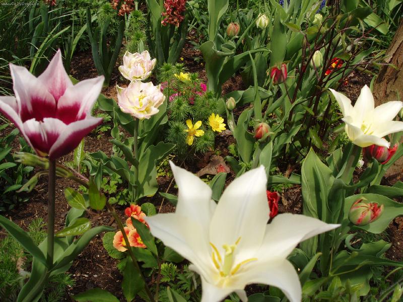 Foto: rozkvetl� zahr�dka-jarn� v�ehochu�