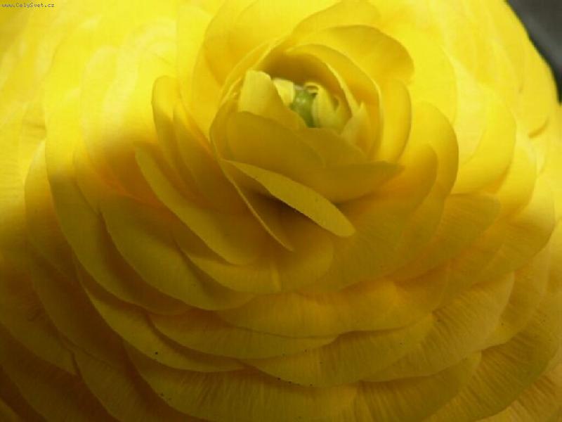 Foto: �lu��sek-�lut� prysky�n�k