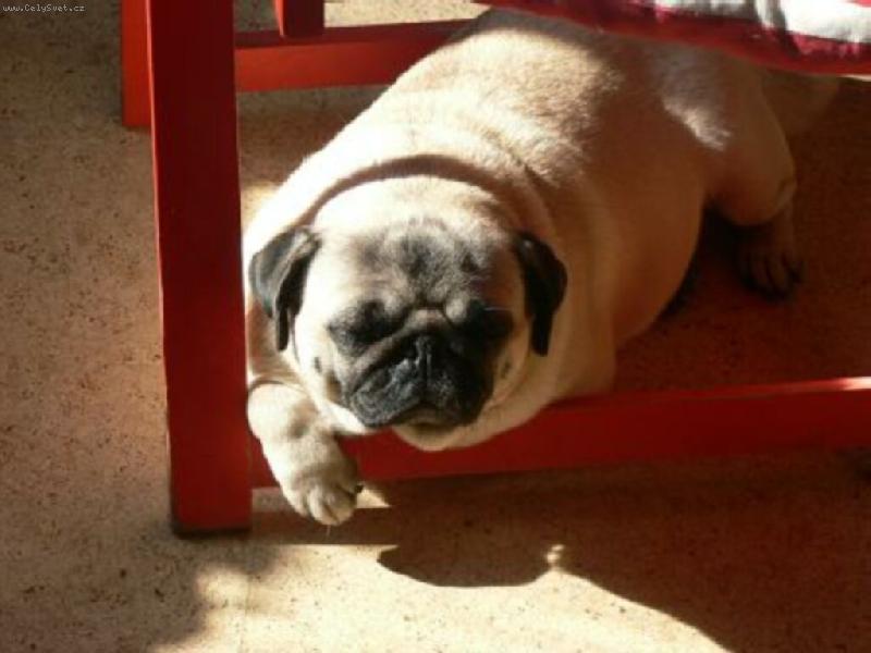 Foto: ..na slun��ku-vyh��v�m se na slun��ku