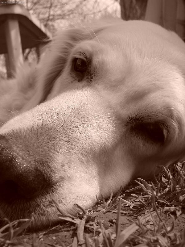 Foto: Odpoledn� �lof�k-Jarn� odpo�inek na zahrad�