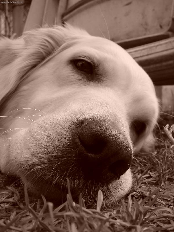 Foto: A tak to m�me ka�d� den ...-Odpoledn� �lof�k