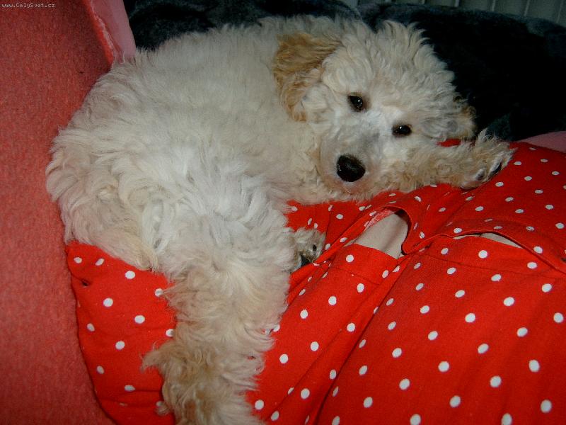 Foto: pol�t��kov� pudl��ek-Deny + pol�t��ek = absolutn� pohoda