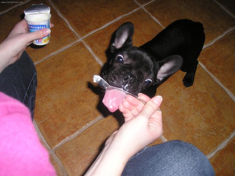 Foto: buldo�ek Hugo-pribin��ek m�m moc r�d