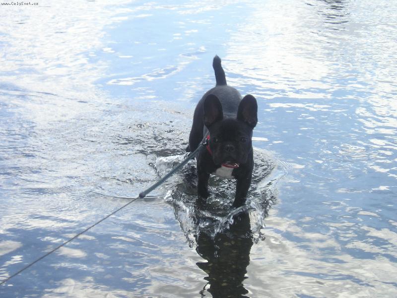 Foto: buldo�ek Hugo-moje prvn� setk�n� s velkou vodou