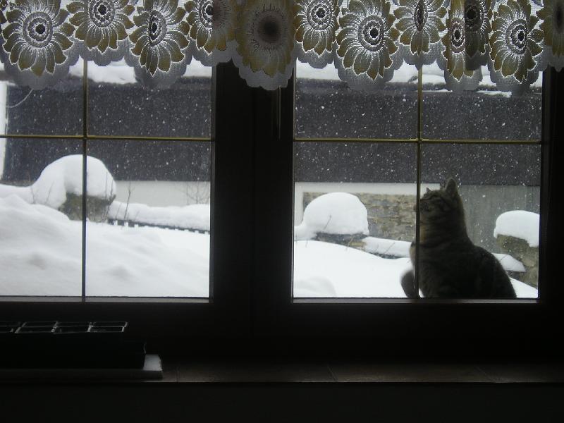 Foto: kocourek �alamounek-chyt�n� vlo�ek za oknem