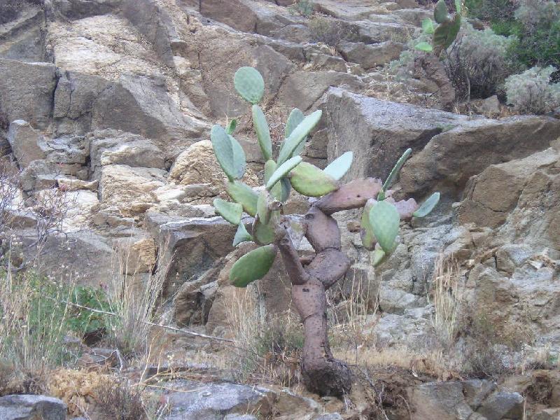 Foto: opuncie v na jihu It�lie-nen�ro�n�