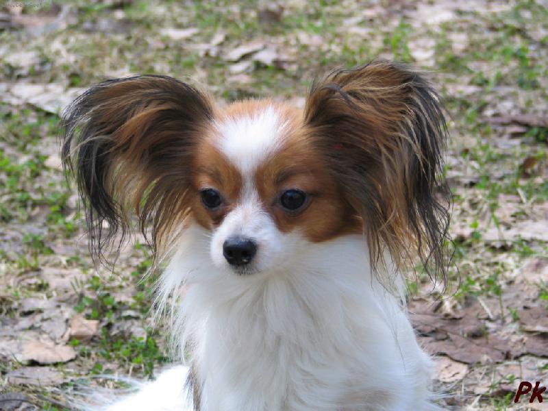 Foto: Zafire M�ria Sirrah-Je kouzeln�, �e??