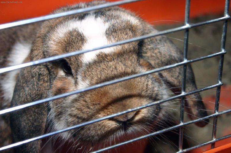 Foto: Belgick� beran