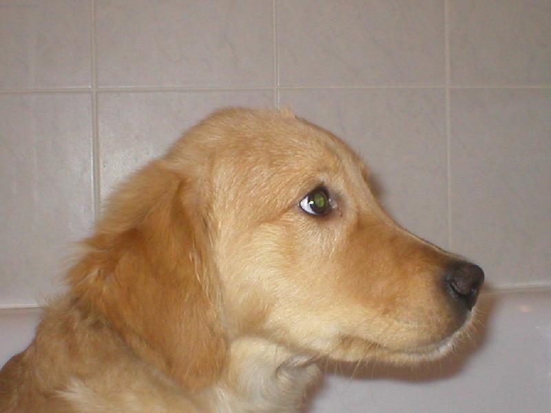 Foto: Robin-Copak to tam je? je to n�jak� velk�!