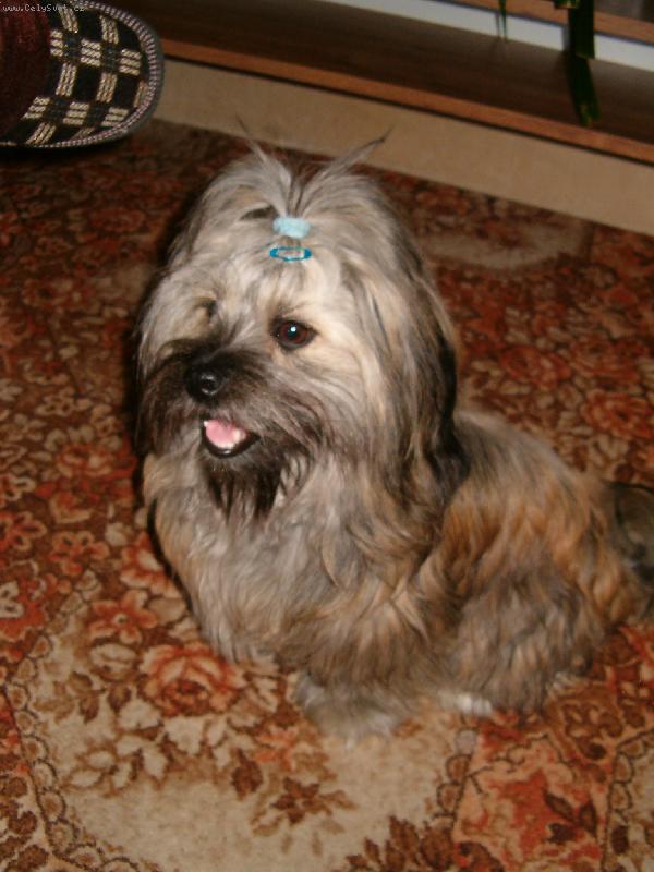 Foto: Benjaminek-Nud�c�  se pejsek