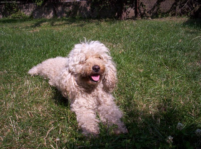 Foto: leh�rko-L�o pl�o mil� Bl�o