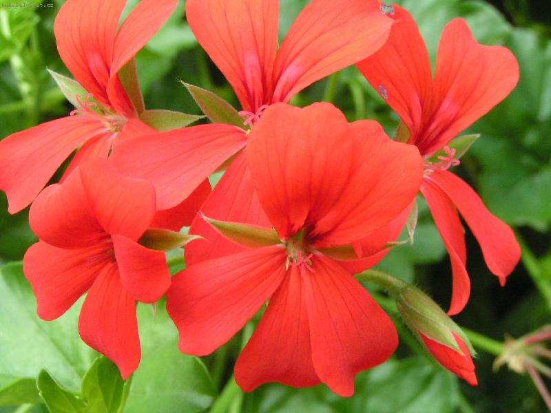 Foto: Kv�t-Kvetouc� pelargonie