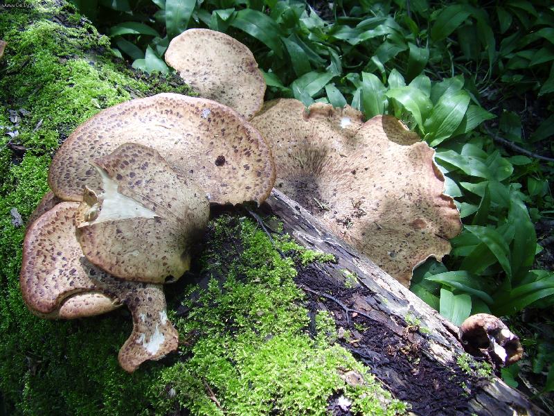 Foto: odsud u� se nehneme