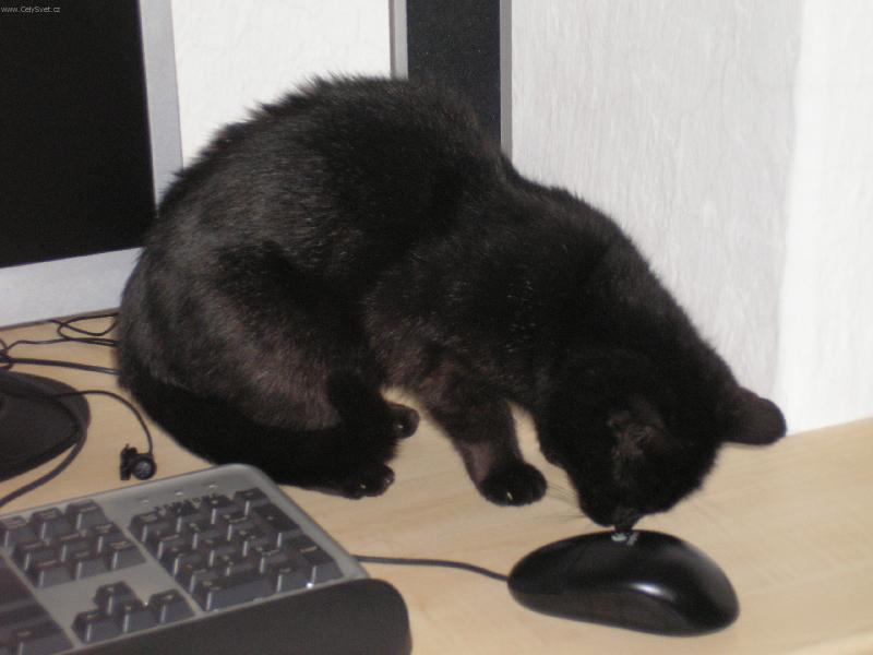 Foto: P��a a My�