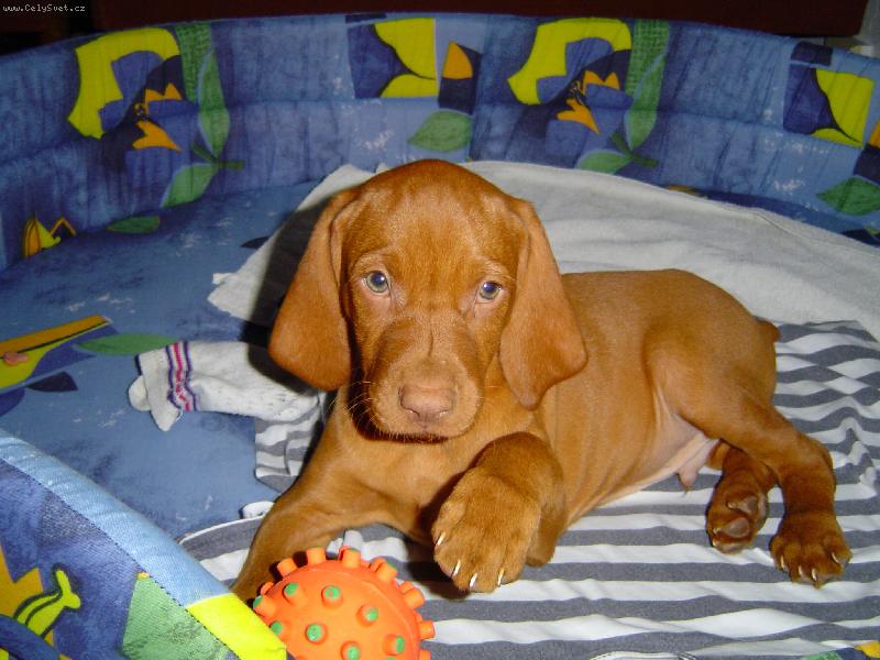 Foto: Mali�k� Dine�ek-jsem malej ale �ikovnej