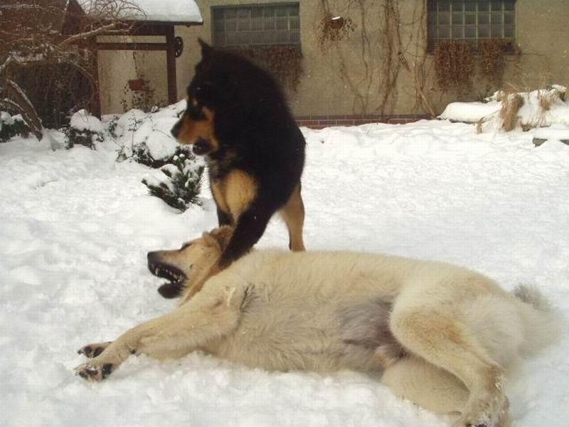 Foto: Kdo z n�s dvou je siln�j��!!!!!!!-Dv� Tibetsk� dogy