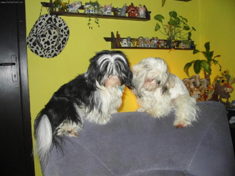 Foto: na�e shih-tzunky-to n�s nau�ila na�e ko�ka