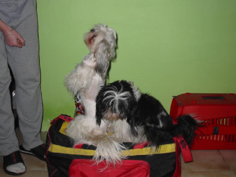 Foto: na�e shih-tzunky-my chceme jet taky