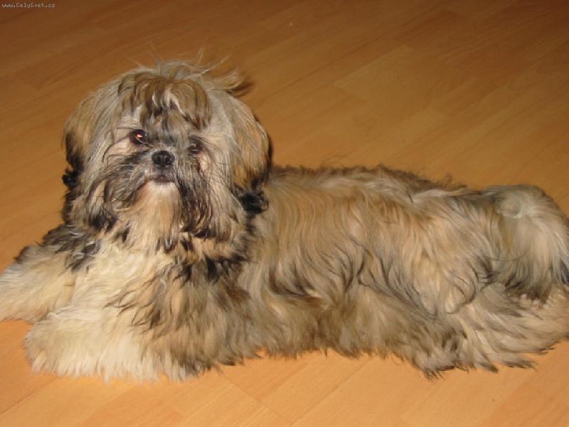 Foto: na�e shih-tzunky-jak se v�m l�b�m