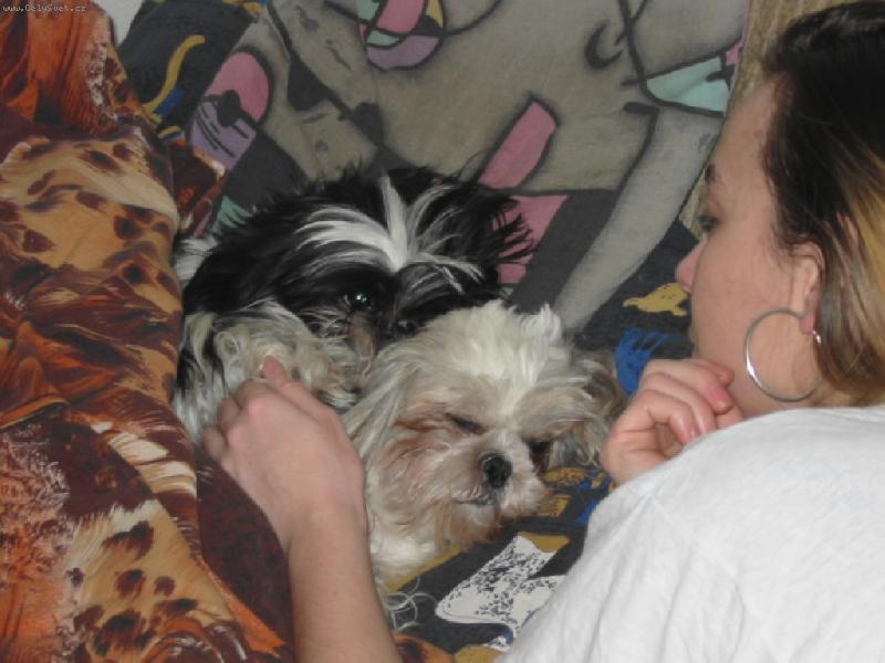 Foto: na�e shih-tzunky-je�t� poh�dku a sp�t