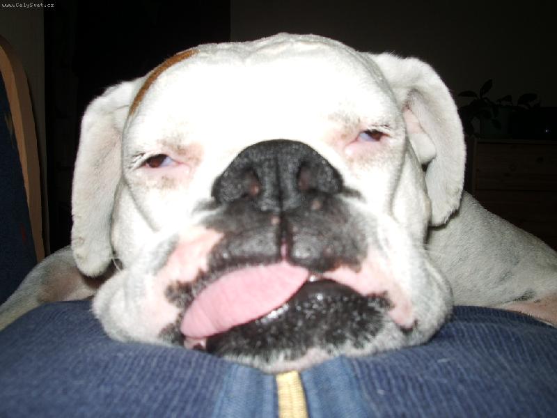 Foto: velik� �nava