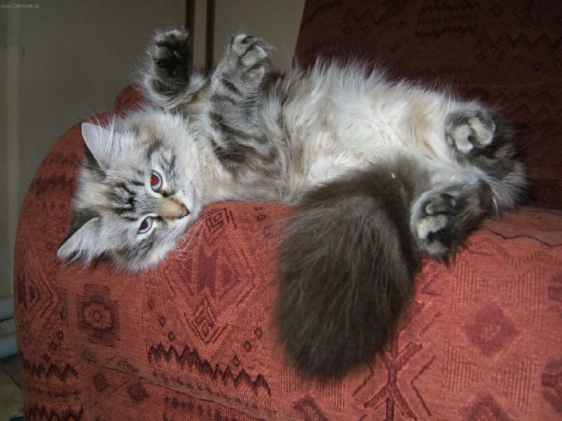 Foto: Haj� B�da, haj� r�da-Hawai