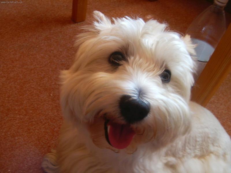 Foto: Ten �ivot je ale stejn� sranda, co?-Tak to jsem j�, Jack�nek.