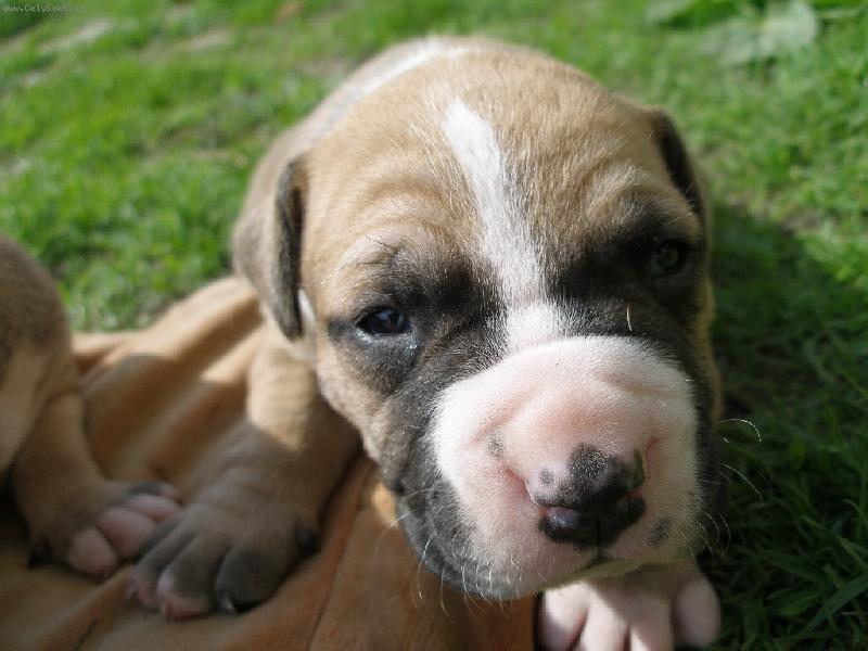 Foto: na�e �t���tko-�t�n� americk�ho pitbullteri�ra