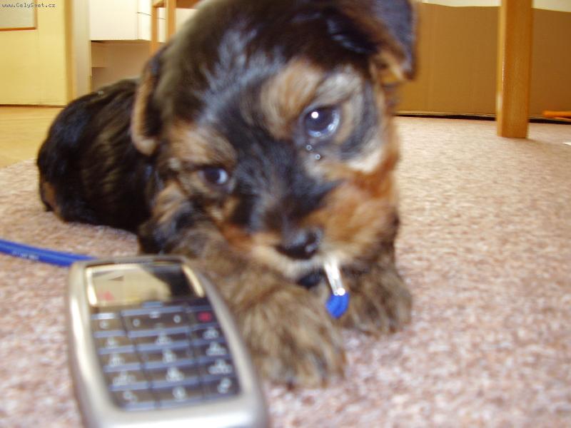 Foto: Zavol� mi n�kdo?-Bert�k