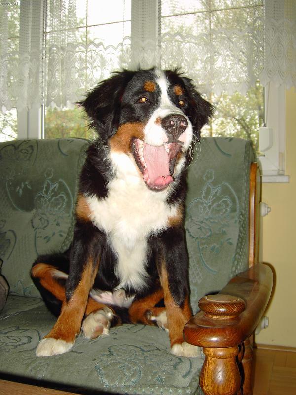 Foto: Artur po ve�e�i-Artur by r�d je�t� Bobika